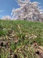 Thumbnail of related posts 175